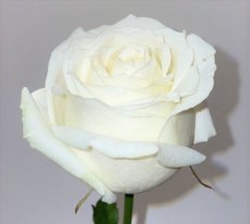 10 Witte rozen Avalanche